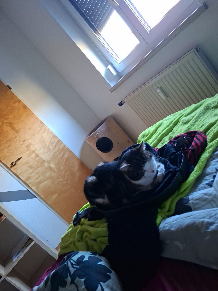 Dani Place 🐉🦕🐢 tweet media