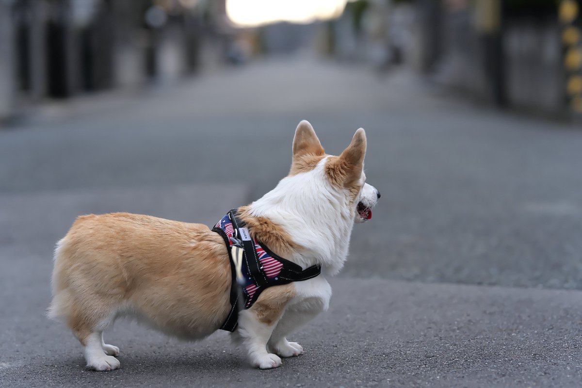 JohnnyTheCorgi🇯🇵 (@CorgiJohnny) / Posts / X