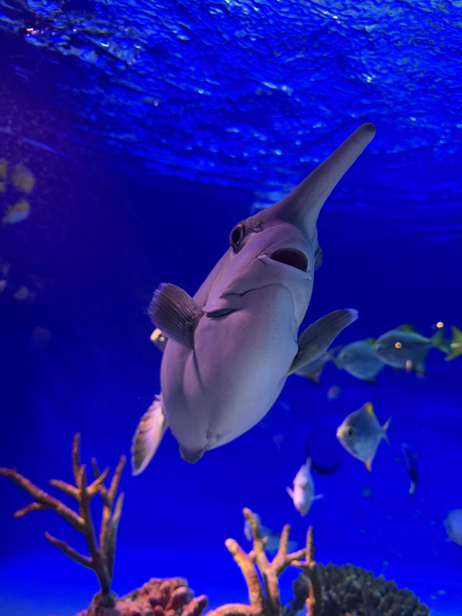 ﾄﾏﾃｬﾝ🍅 tweet media