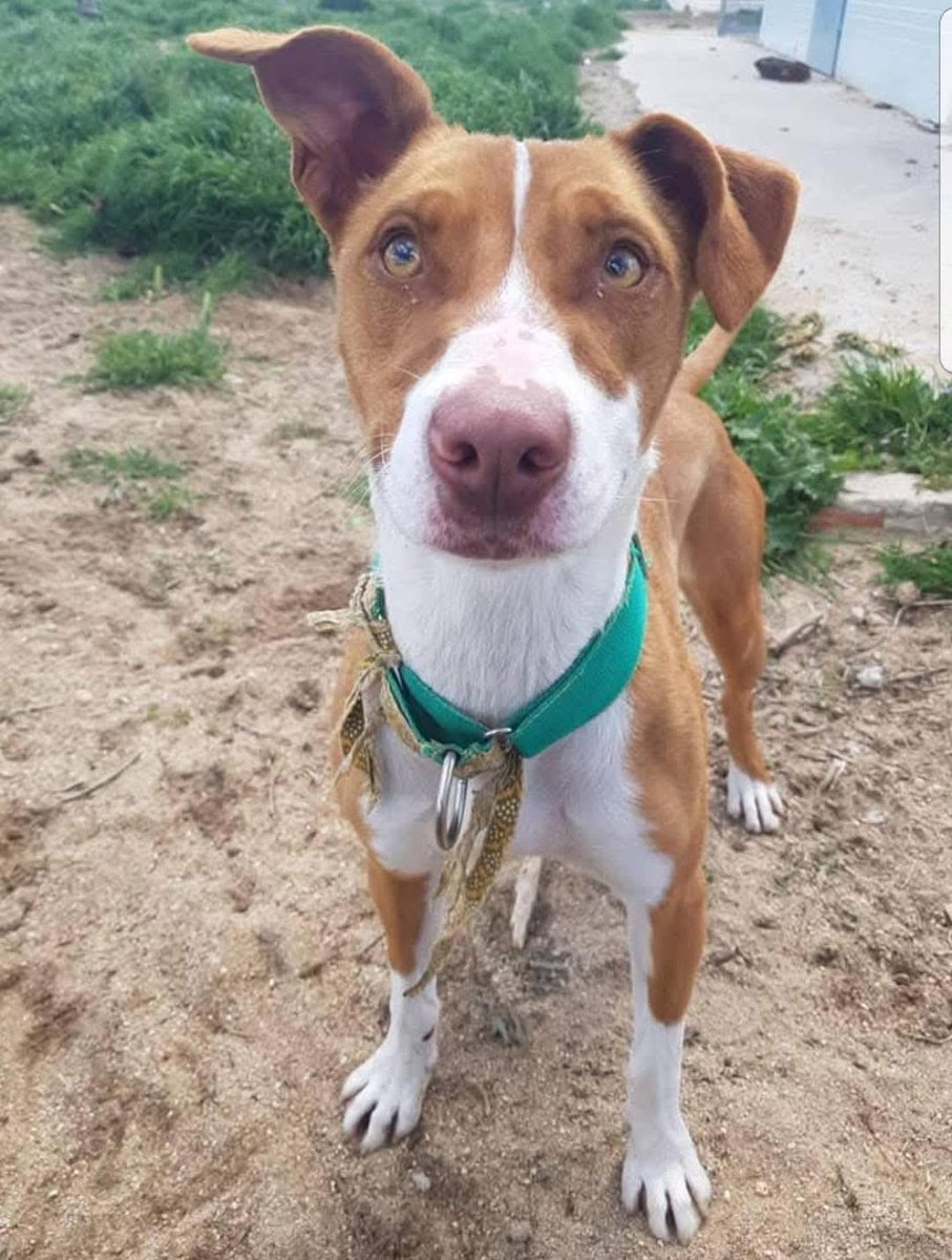 silvia mensegar tweet media