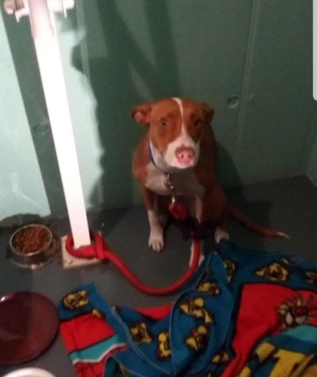 silvia mensegar tweet media