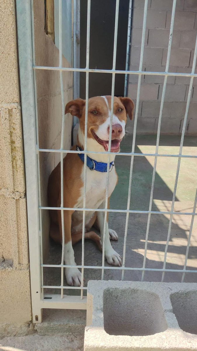 silvia mensegar tweet media