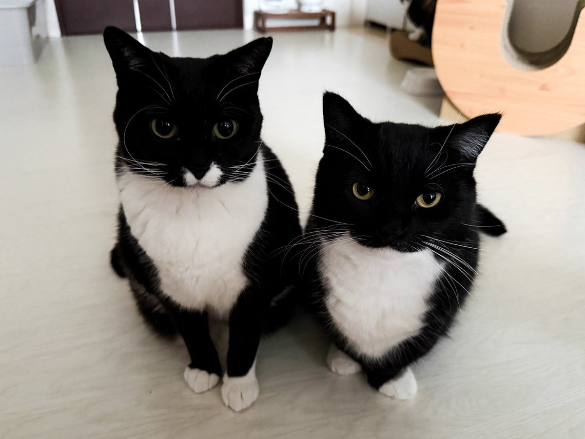 I'm Uni :3 tweet media