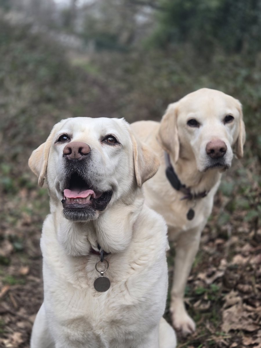 JackTheLab tweet media