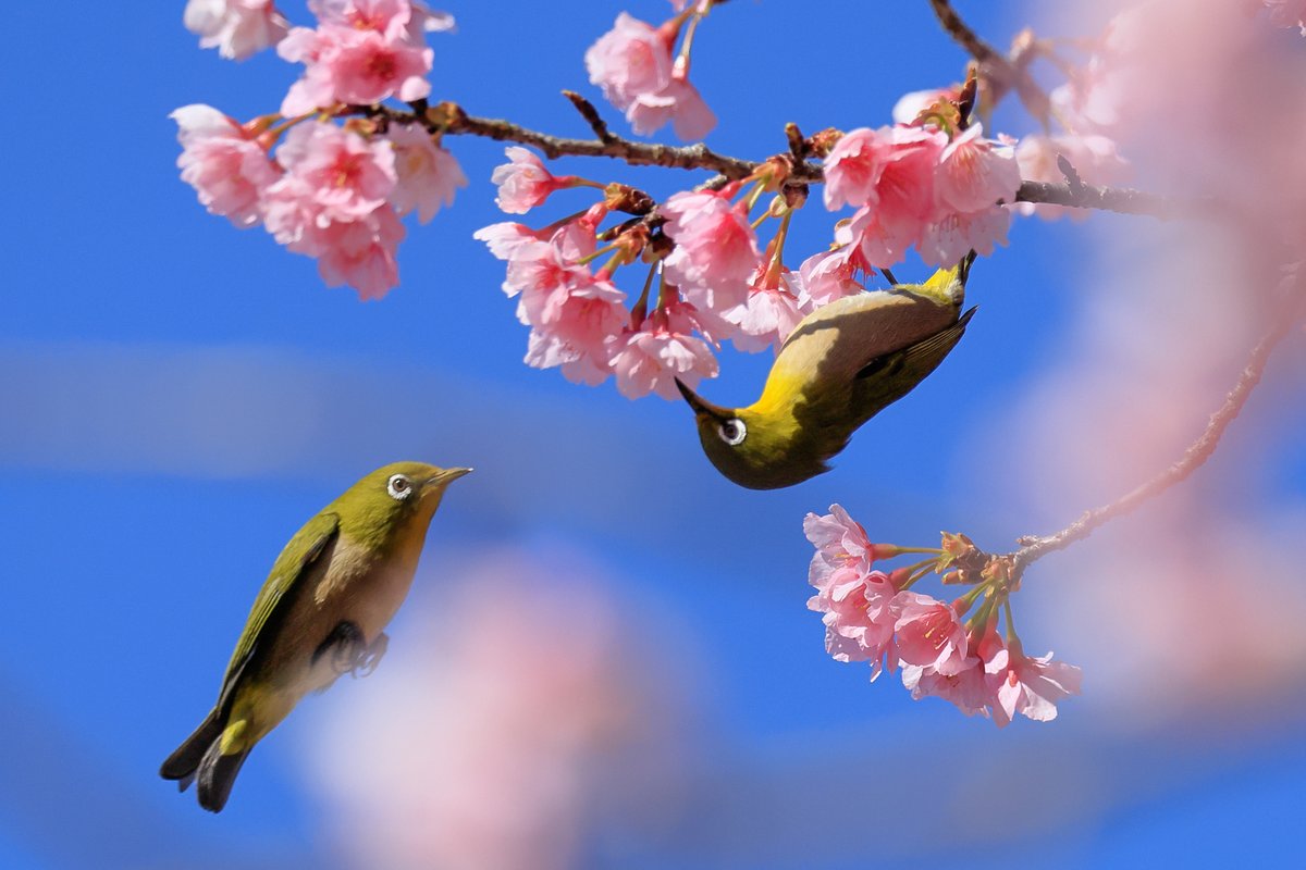 RAKUROSANPO's tweet photo. 追分市民の森、菜の花はもう少し。
2026.03.05撮影

#追分市民の森 #菜の花 #河津桜 #メジロ #横浜市旭区 #横浜市 https://t.co/h4ajKbLpHn