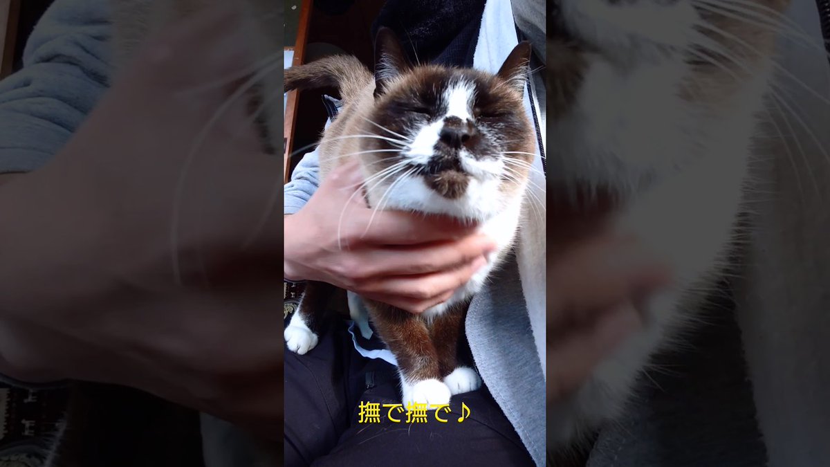 ❤︎ ❤︎ しゃむネコさん ❤︎ ❤︎ ❤︎ ❤︎
