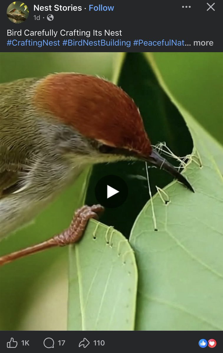 nvolpewild's tweet image. Waking up to more monetising AI animal slop on Facebook that everyone thinks is real…