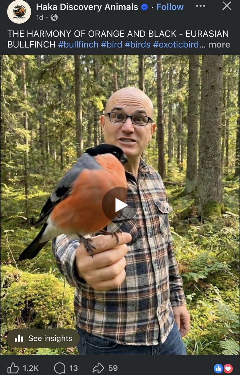 nvolpewild's tweet image. Waking up to more monetising AI animal slop on Facebook that everyone thinks is real…