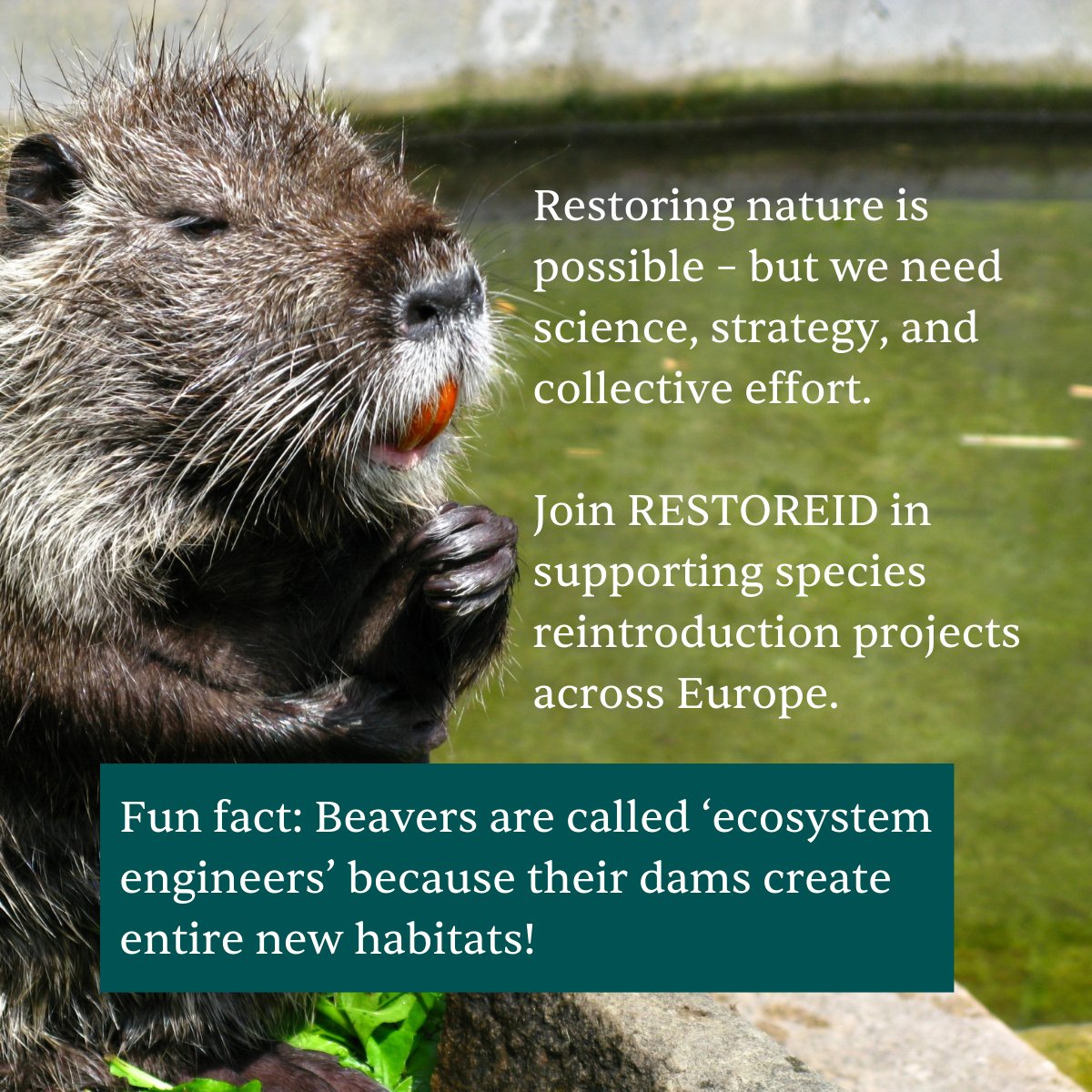 RESTOREID tweet media