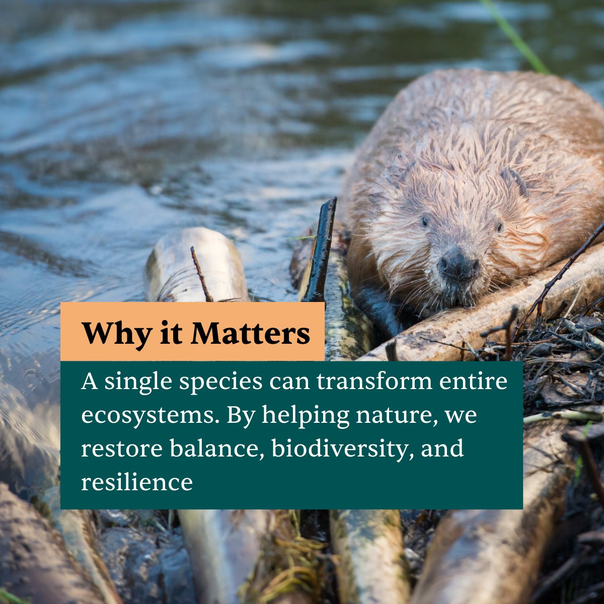 RESTOREID tweet media