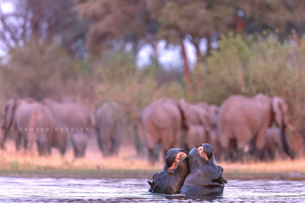 Rhulani_Photo's tweet photo. The #OkavangoDelta on a previous #PhotoSafari. https://t.co/6qawElgGhO