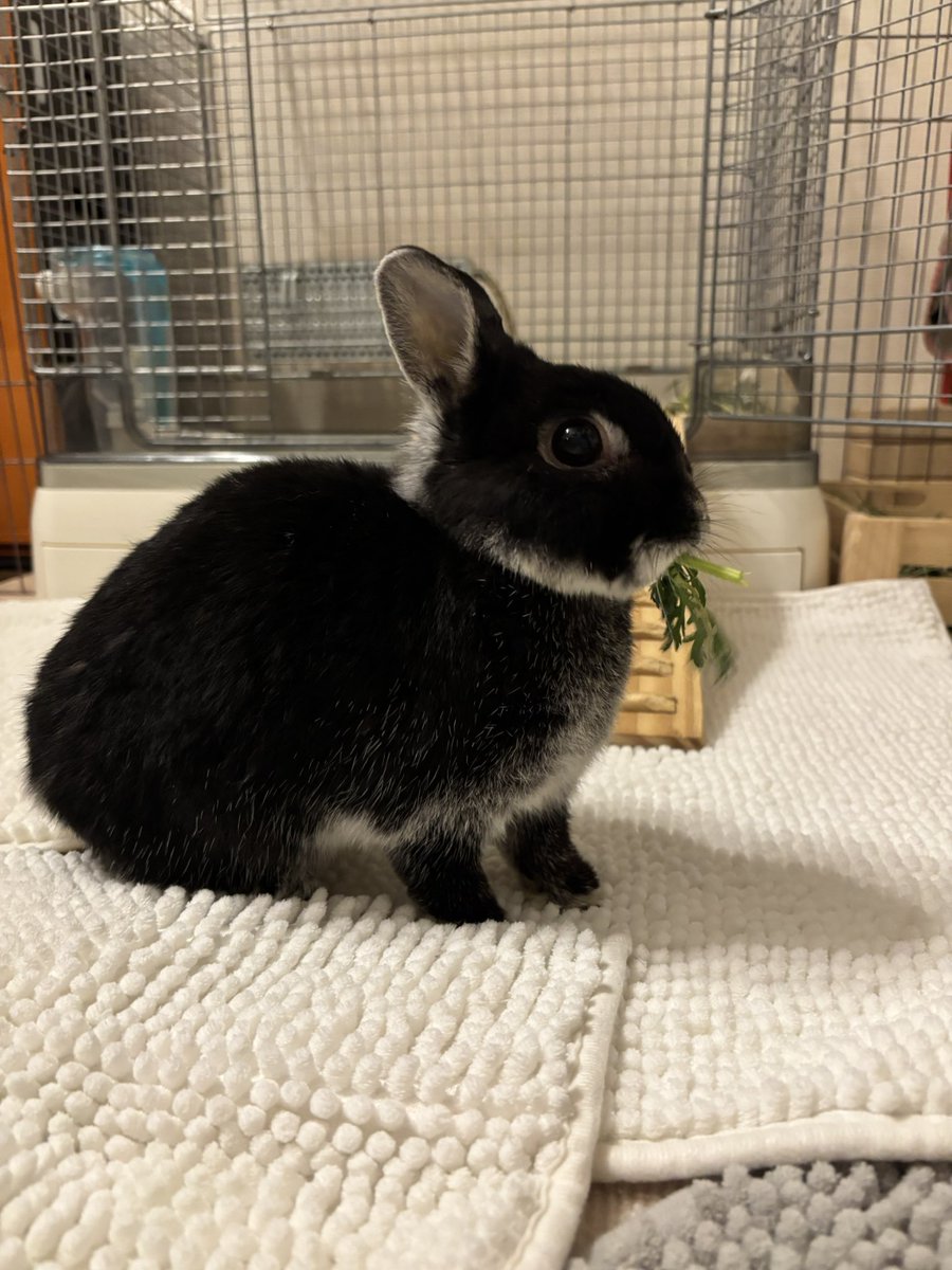 ごましお tweet media