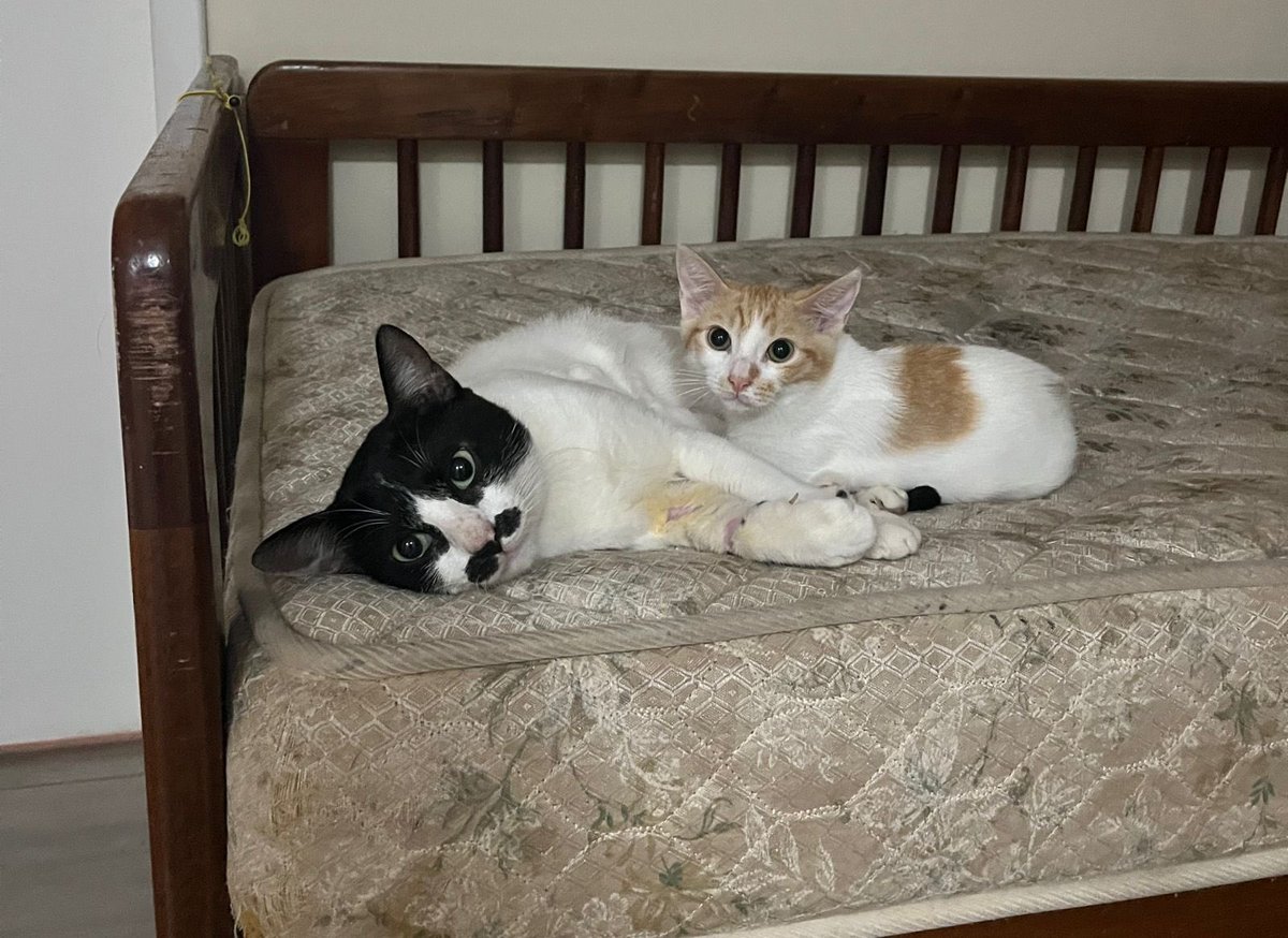 Abrigo Meimei tweet media