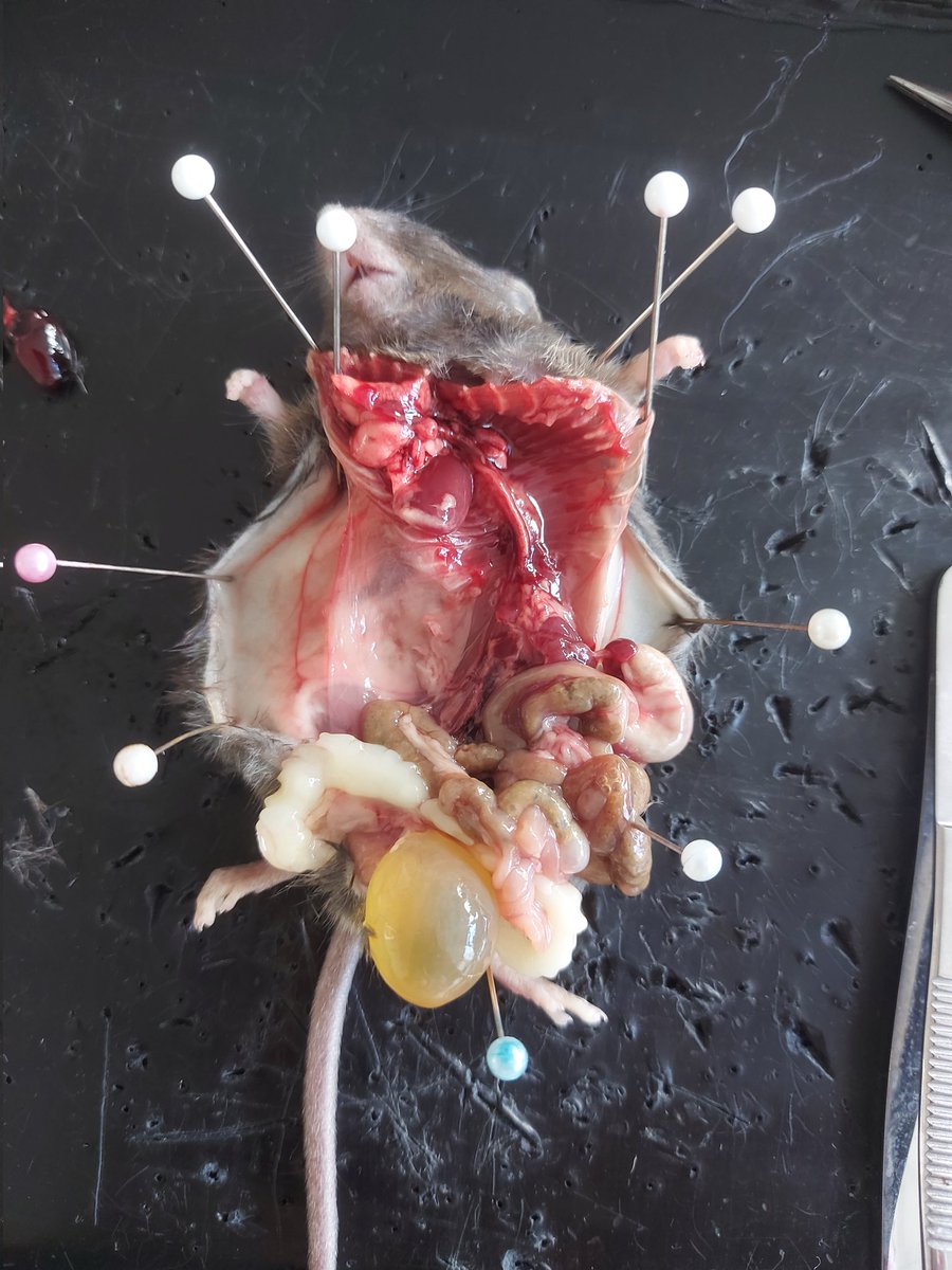 Also eine Schabe zu sezieren ist absolut fürchterlich.
Und dieser Maus gings auch wieder nicht gut. Die Blase und Glandula sind eindeutig viel zu groß.