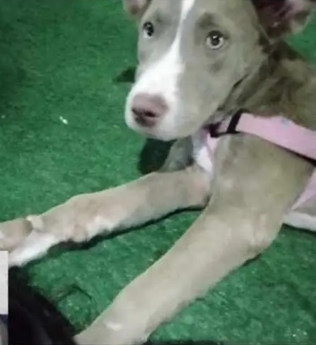 AlertaMePerdi's tweet image. #PERDIDA #SALINAS
Nombre: #Moly
Fecha: 04-03-26
Sector: Sur, antigua estación de la 3
Sexo: Hembra
Raza: Pitbull
Observación: Tiene mancha blanca
Contacto: 0939317332
¡Ayúdala a volver con su familia!
#AlertaMePerdí