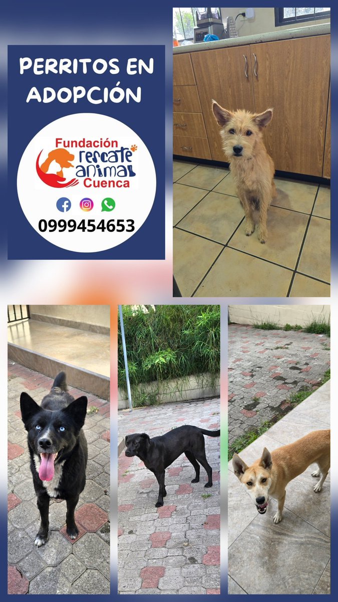 Fundación Rescate Animal Cuenca (@rescatecuenk) on Twitter photo 