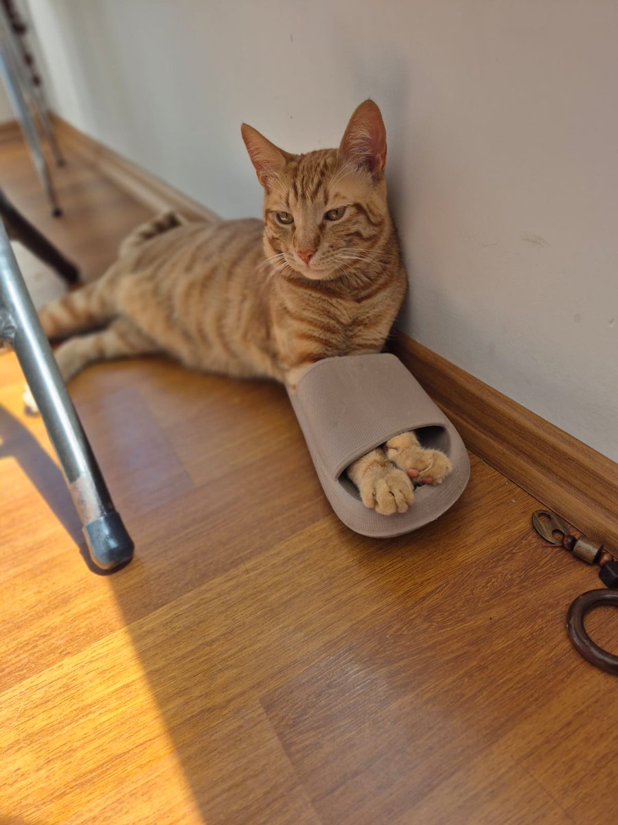 🚍 кαρтαи 🚍 tweet media