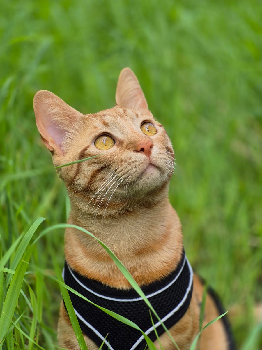 🚍 кαρтαи 🚍 tweet media