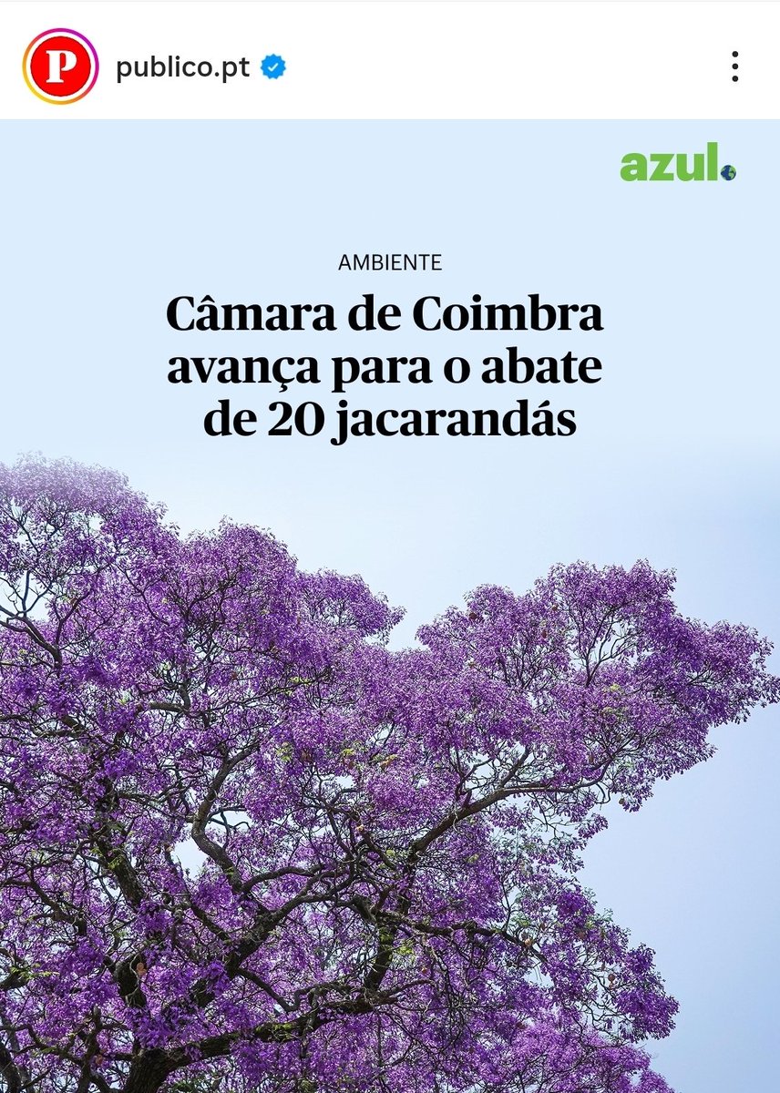 A Ana Abrunhosa vai mandar abater 20 jacarandás, agora imaginem se fosse o Carlos Moedas... vamos ver!