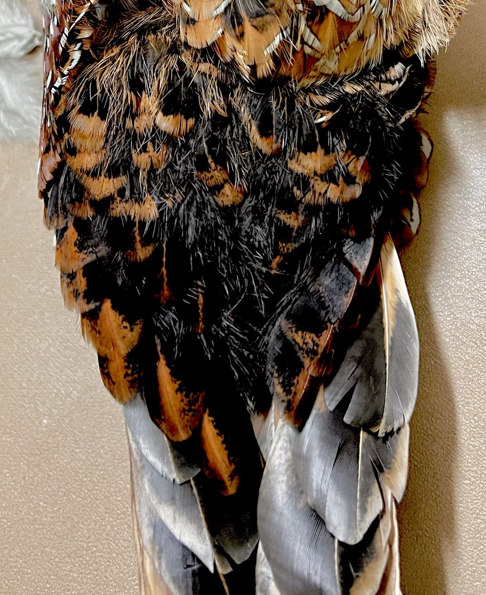 ヤマドリでわたしが特に気になっている部位がこの二つ。 一枚目：下尾