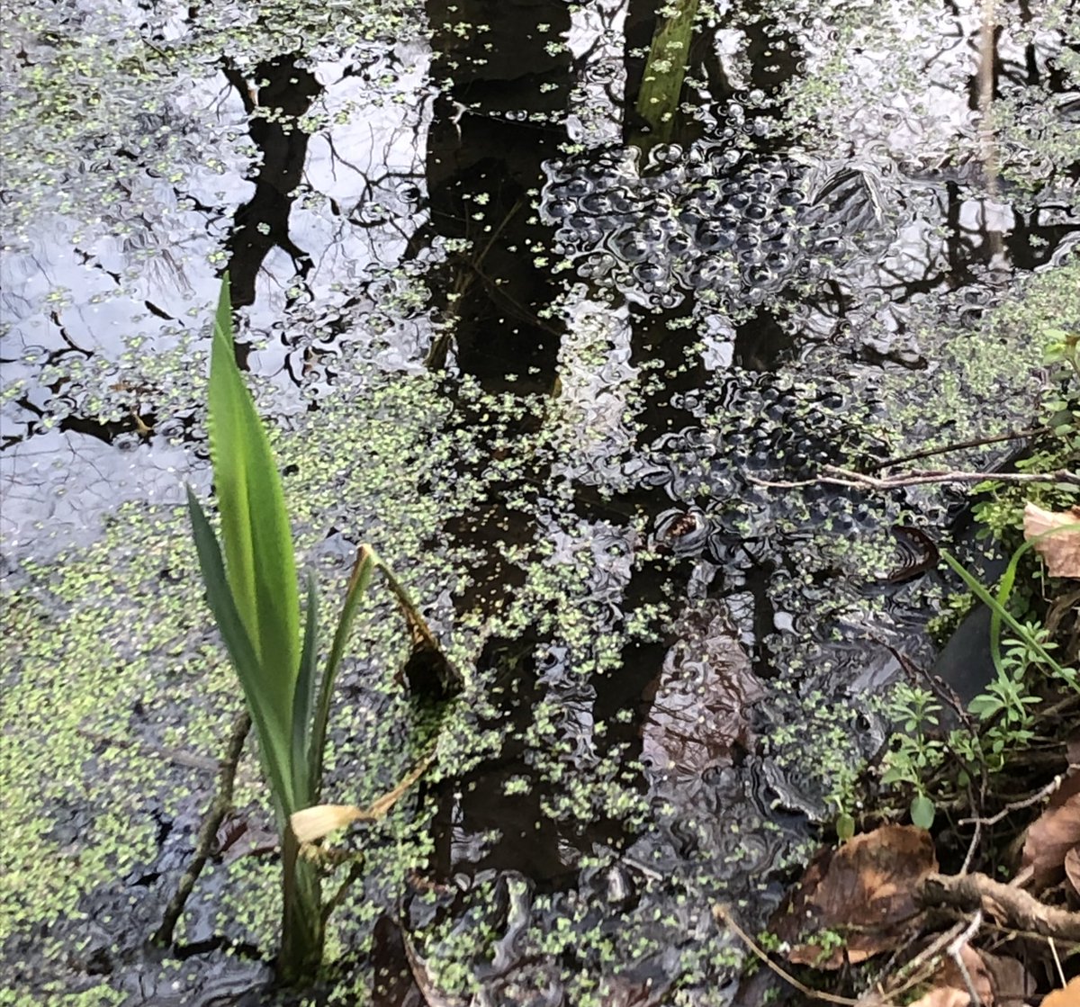 graysing's tweet photo. We have frogspawn πΈ
#frogspawn #Sussex https://t.co/6dxZEj0iEA