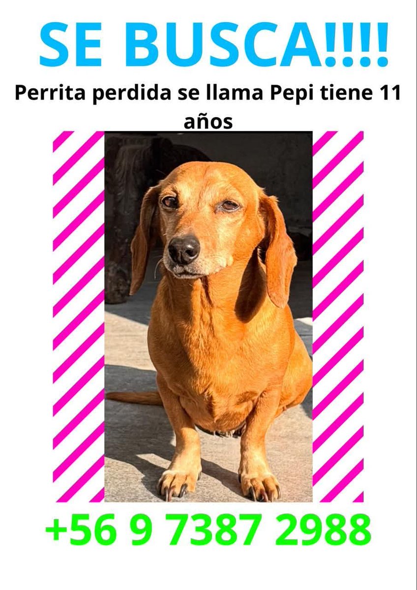 Atención #Peñalolen buscan a Pepi. Favor RT! Gracias