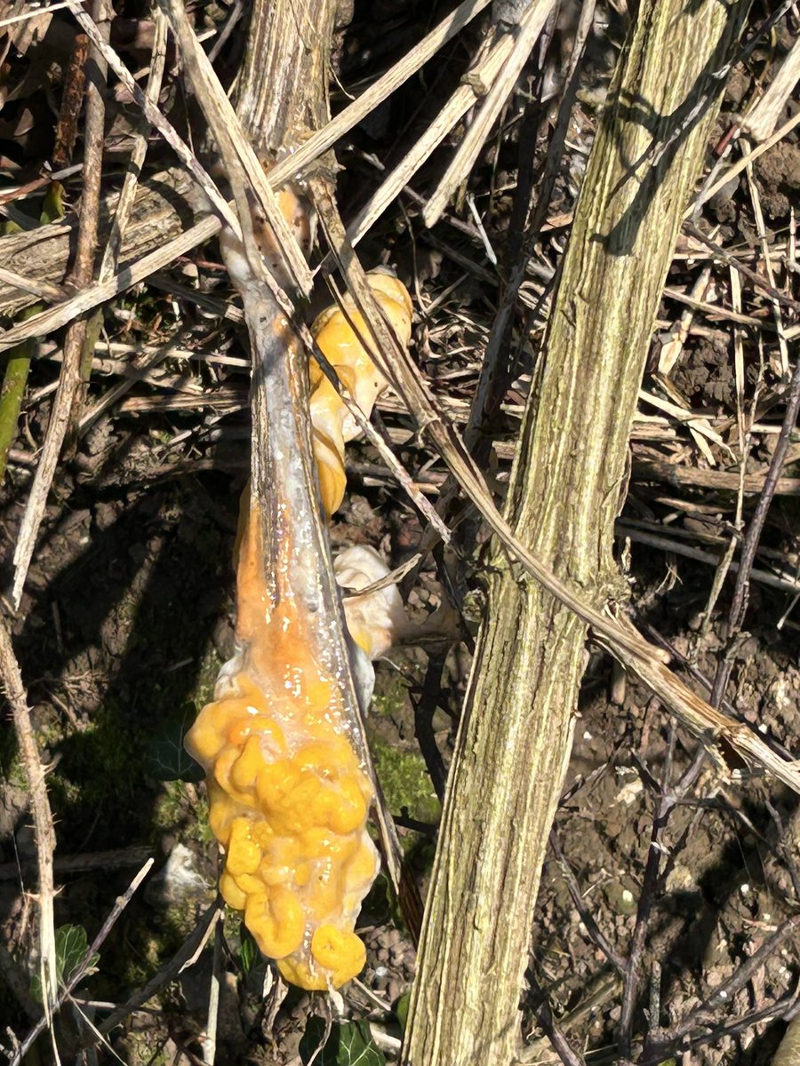 Can anyone positively identify this fungus seen yesterday