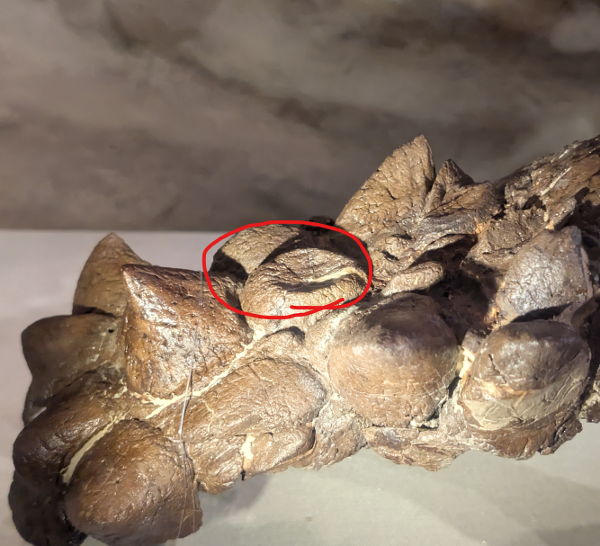 古知累すすむ＠恐竜研究者 tweet media