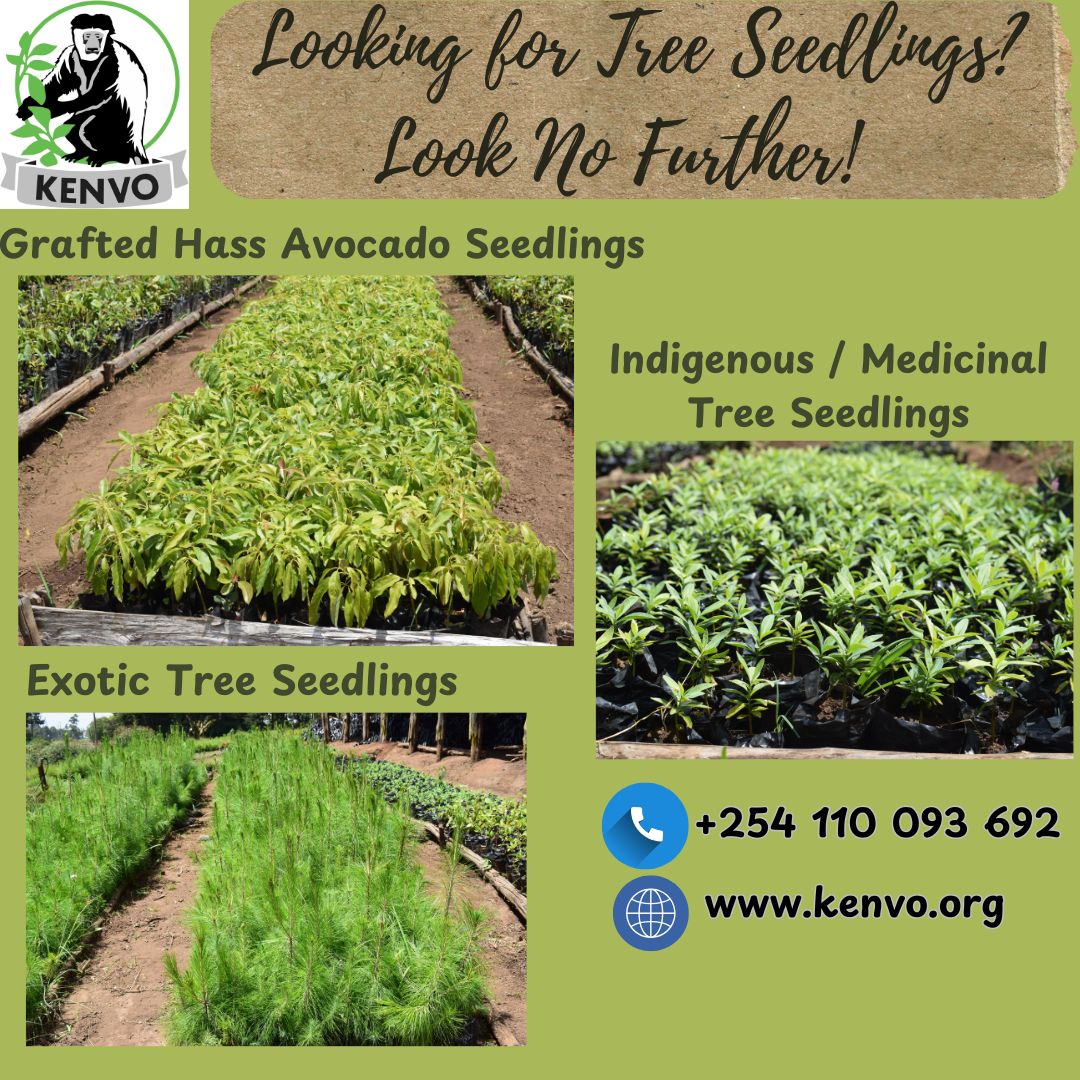 Kijabe Environmental Volunteers tweet media