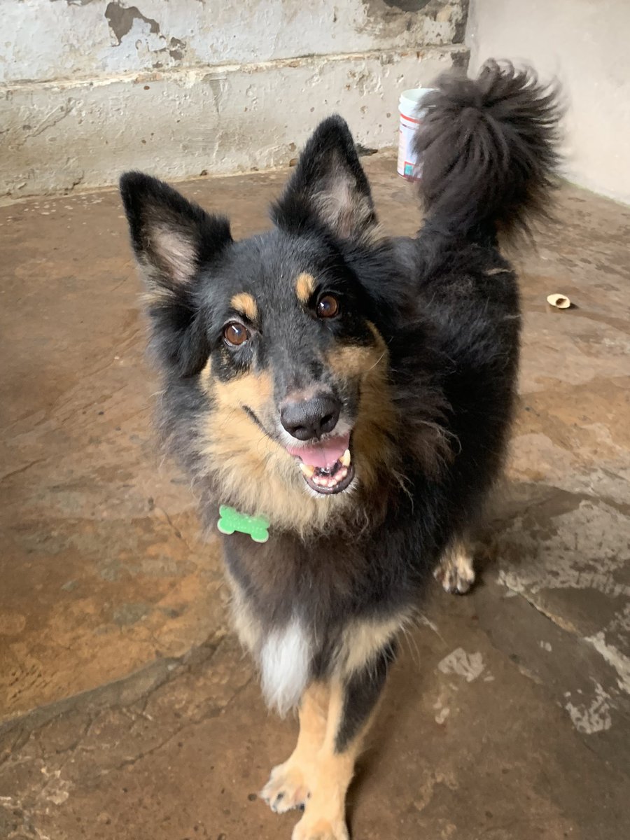 Projeto Jovens Pelas Patinhas tweet media