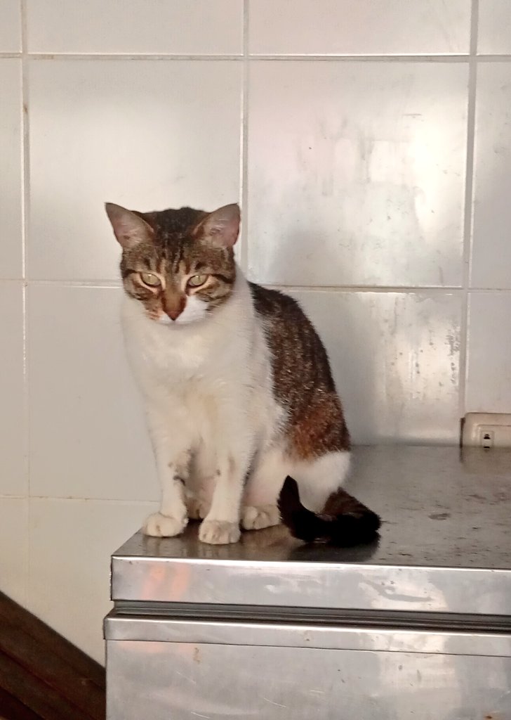 Claudio César 🇵🇸 tweet media