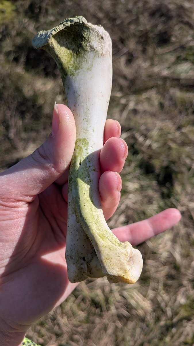 spectradisorder's tweet photo. Day three back in the village and the fields have offered me this! An intact femur is a very exciting fine. Uncertain of species of present (muntjac?). Time to give it a scrub down and bleach bath. https://t.co/iHqDYrBMC1