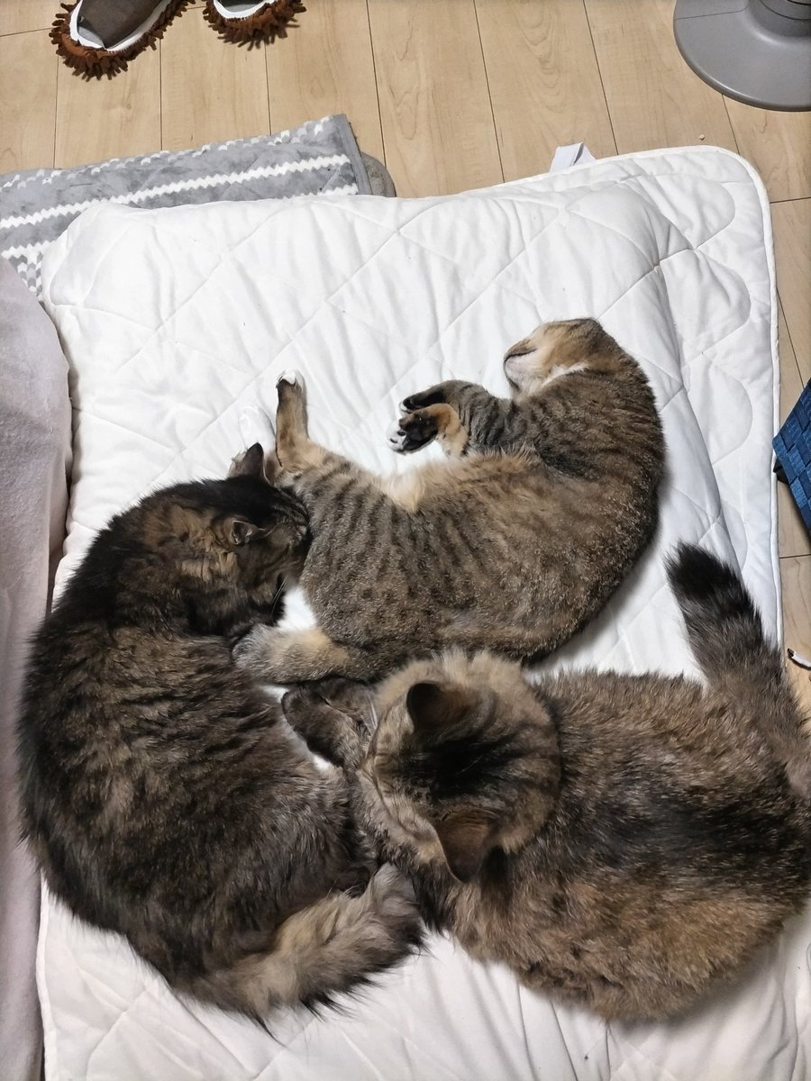 maru196009's tweet photo. 上から見ると３匹で円を描いてる https://t.co/1JEJhCtUm0