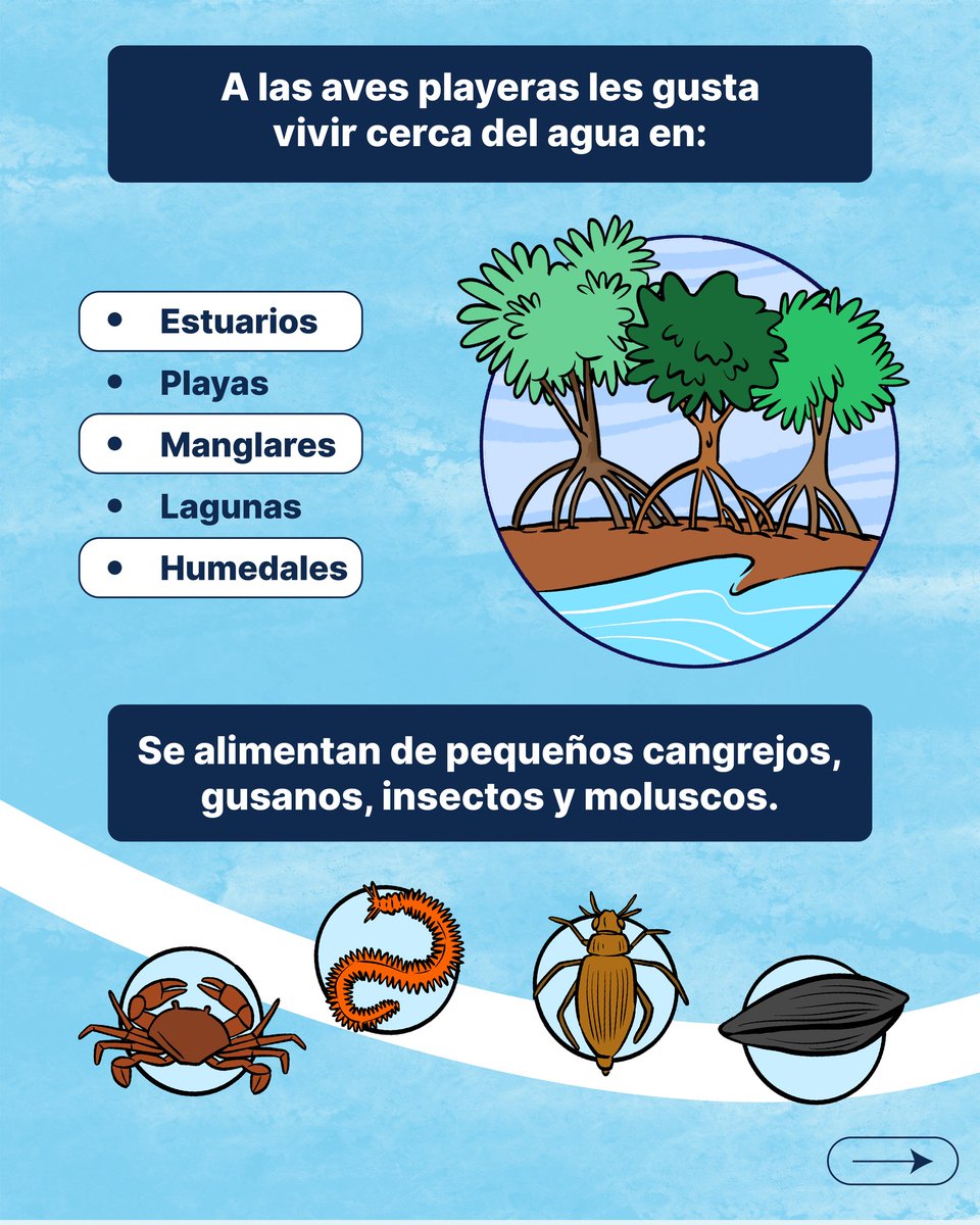 WCS Mesoamérica y el Caribe tweet media