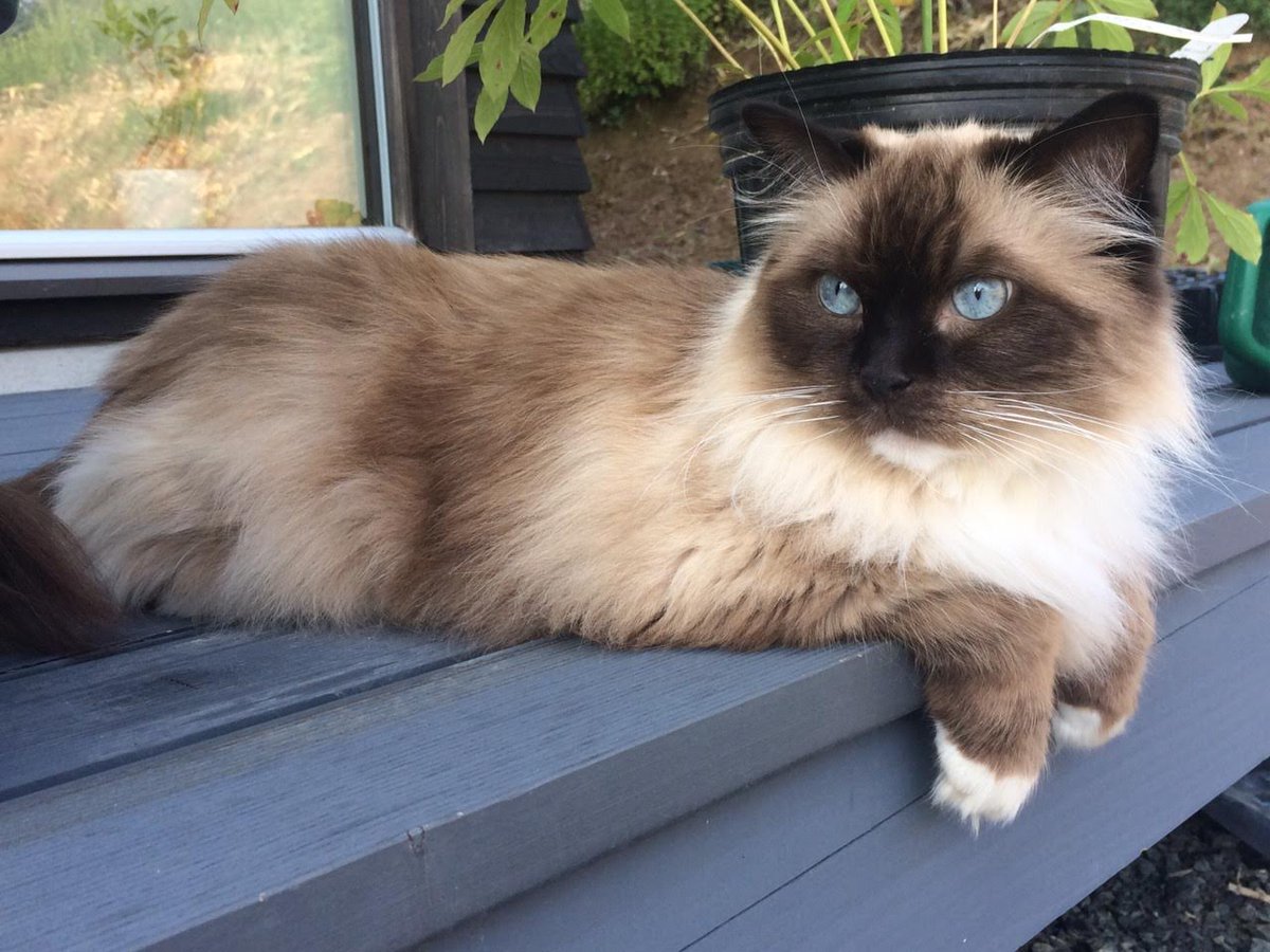 モフモフ毛玉王の飯使い tweet media