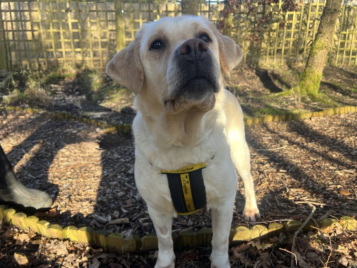 DT_WestCalder's tweet image. How gorgeous is our girl Autumn! Here she is on a gentle stroll this morning catching some sunshine 💛🌞

View her profile here 👉 bit.ly/4l5fxg1

#AdoptDontShop
#ADogIsForLife
#Labrador
@DogsTrust