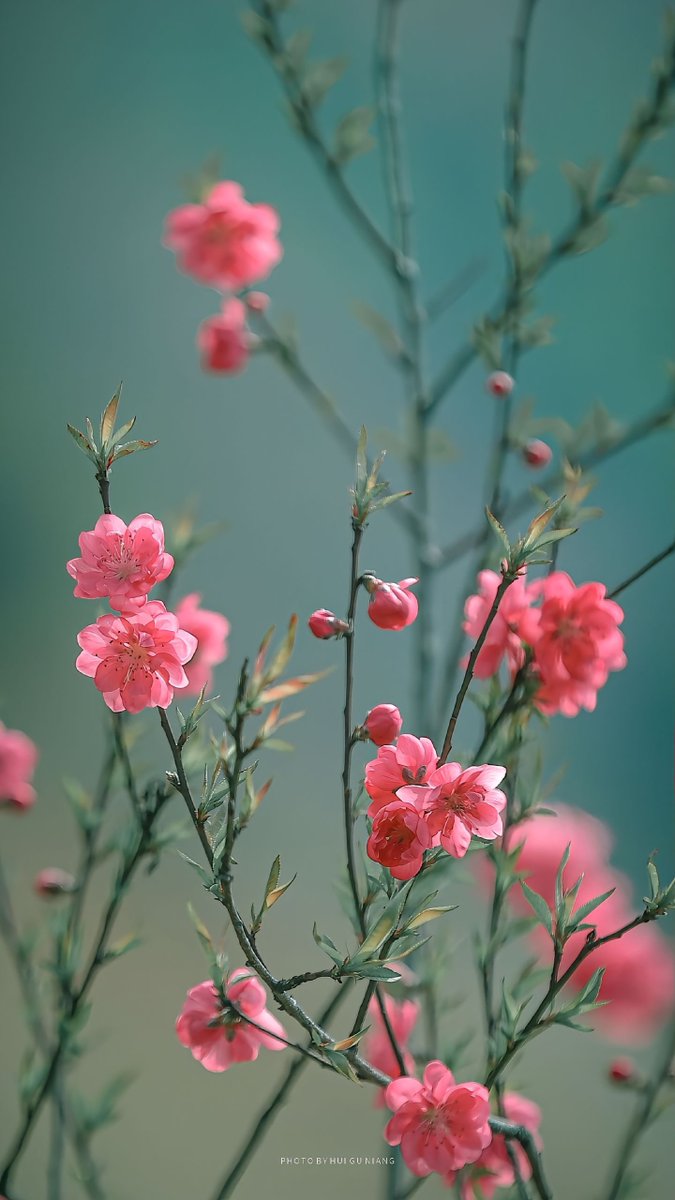 桃红又是一年春