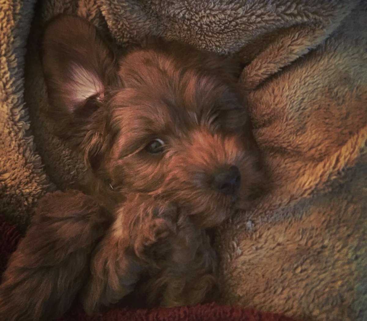 WoofPack Trails tweet media