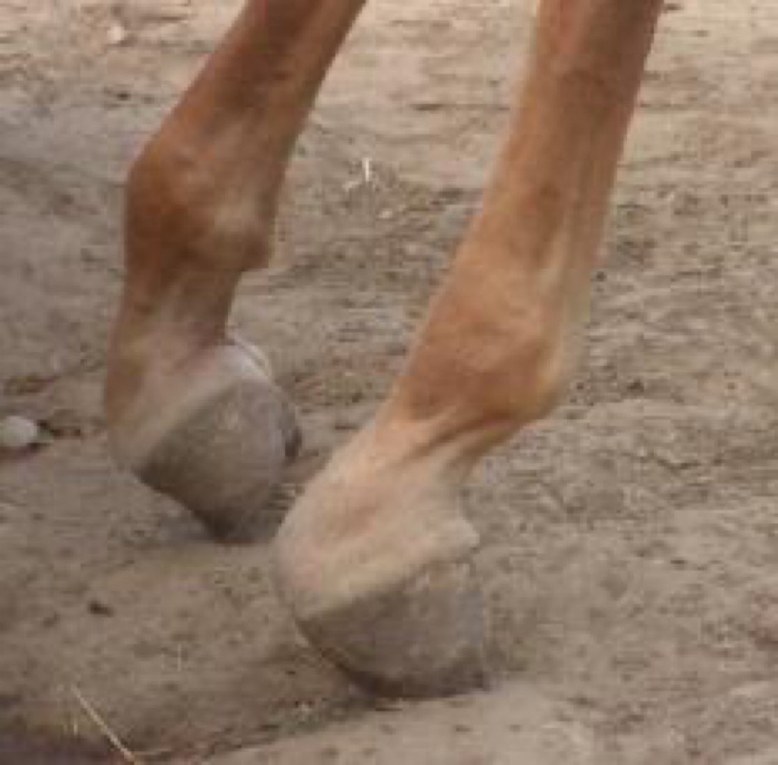 leilani dowding 🌸🚜 ☮️ tweet media