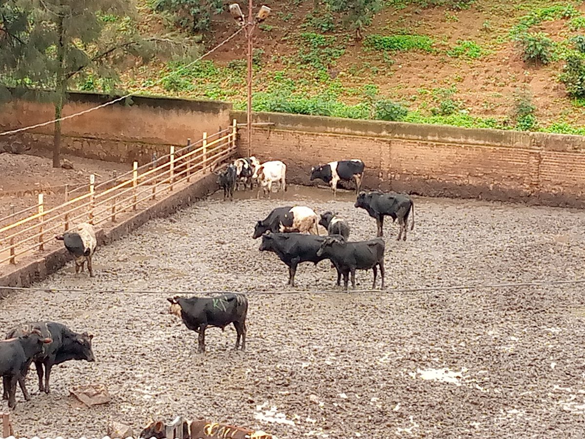 Sam Kabera tweet media