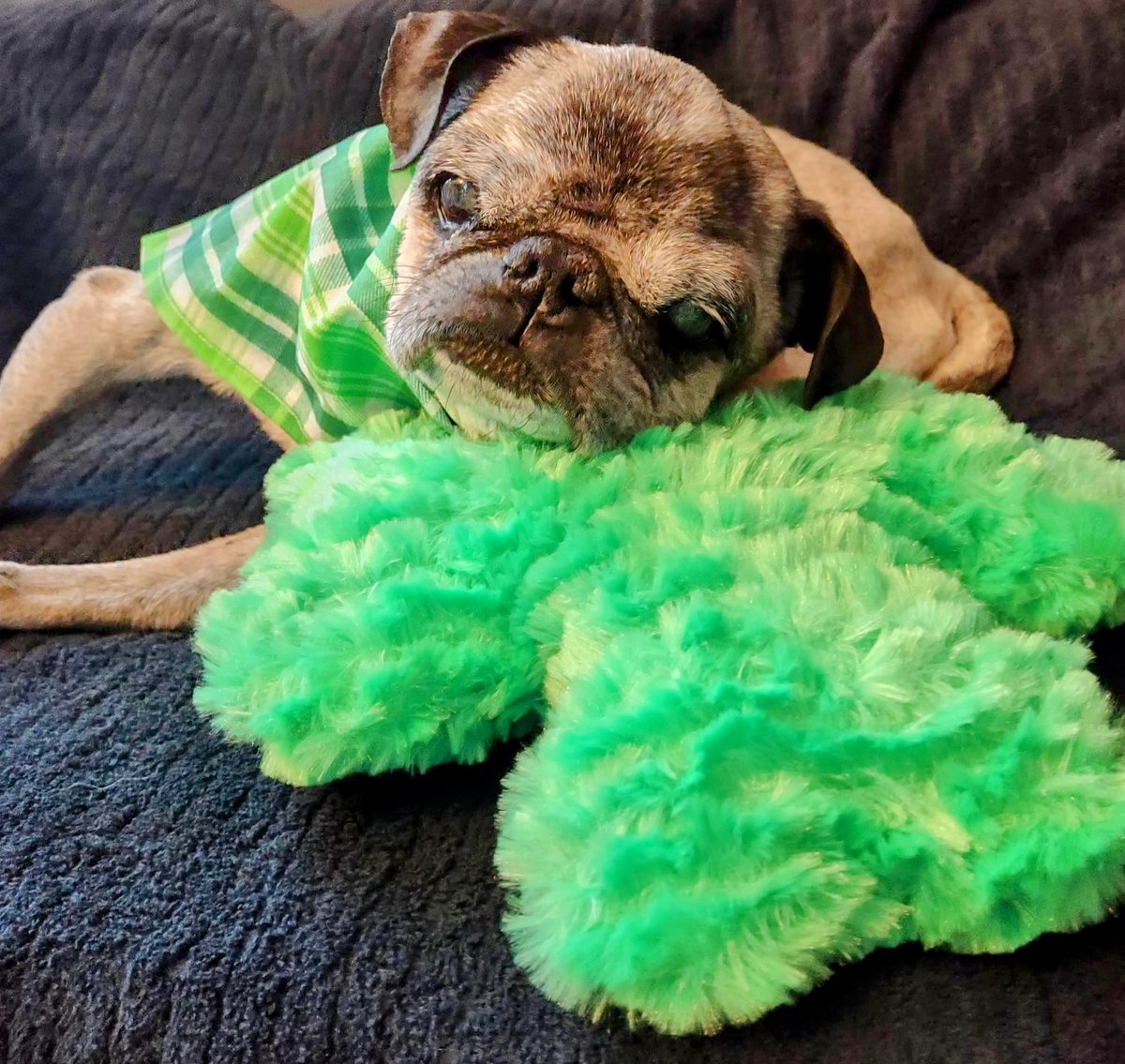 Happy #ThrowbackThursday Twitter pals. Can I PRETTY PLEASE GET A #BOOP today? Momma was just remembering what a sweet old boy I was🥹😇 (&amp; how great I look in green!🥰💚)-Angel Mushu #puglife #dogsoftwitter #dogsofx #TBT #AngelMushu #memories #thursdayvibes #GetYourGreenOn
