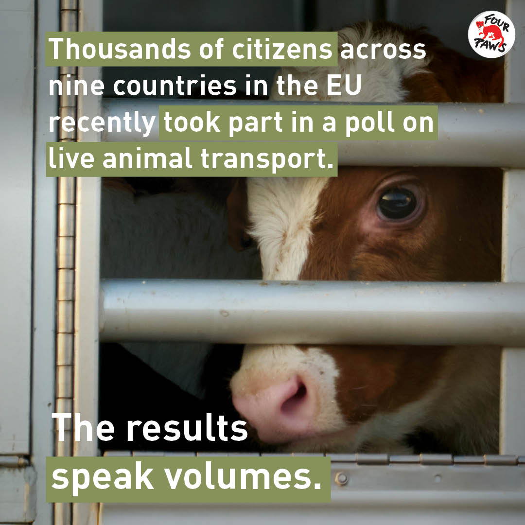 FOUR PAWS European Policy Office tweet media