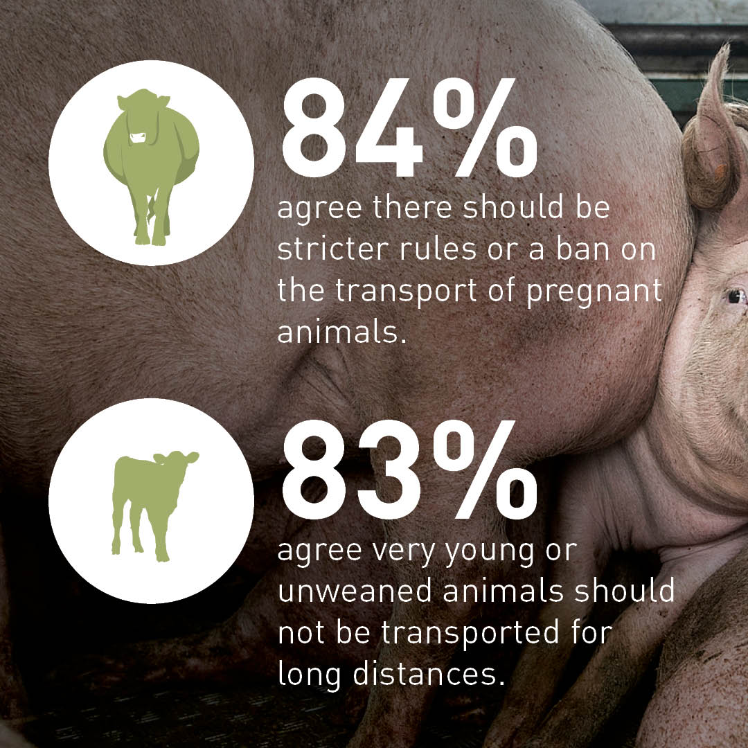 FOUR PAWS European Policy Office tweet media