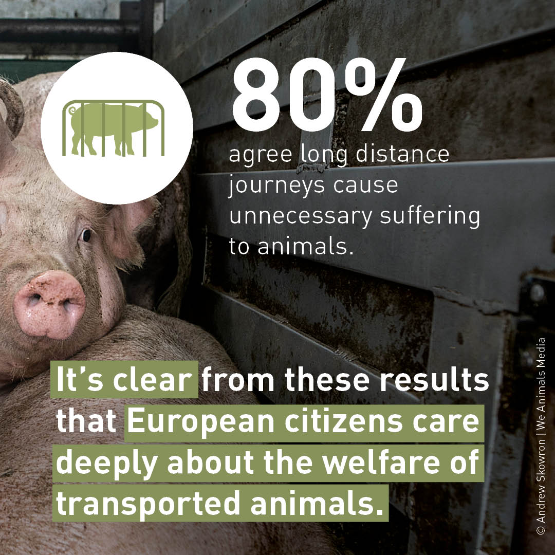 FOUR PAWS European Policy Office tweet media