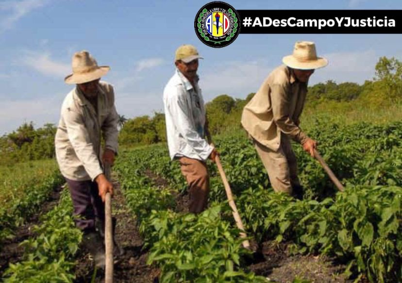 Secretaría de Organización AD en Resistencia Lara tweet media