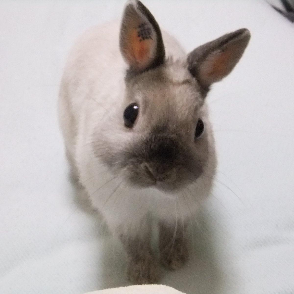 TAZZAN_DDS's tweet photo. 俺の人生、

うさぎに出逢えた事と、

うさぎの為に全力を尽くせた事。

それ以外の全ては、どうでもいい事だ。 https://t.co/kicodNpZbe