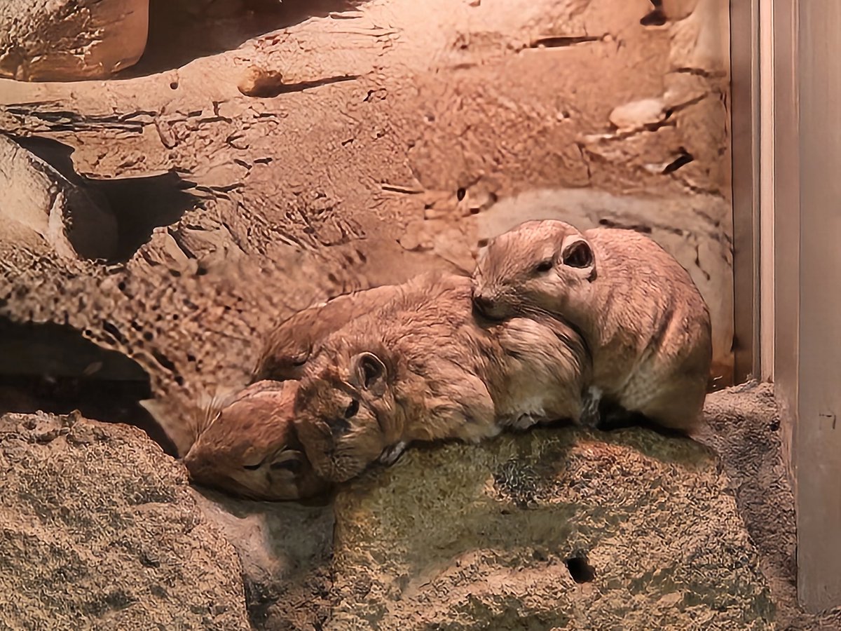 SpringwithI's tweet image. 귀여운 군디들과 아름다운 나비정원을 볼 수 있었습니다🐹🦋
#足立区生物園 #グンディ #Bom