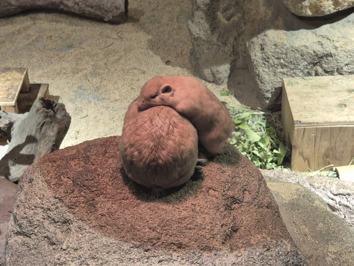 SpringwithI's tweet image. 귀여운 군디들과 아름다운 나비정원을 볼 수 있었습니다🐹🦋
#足立区生物園 #グンディ #Bom