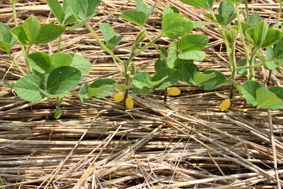 Science for Success tweet media