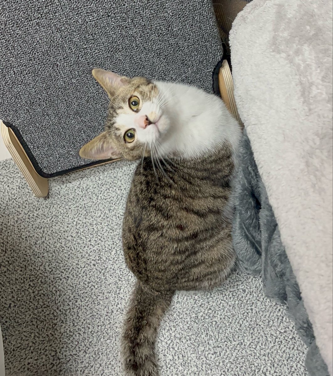 가족찾는 키미🐾 tweet media